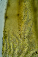 Racomitrium fasciculare