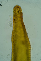 Racomitrium fasciculare