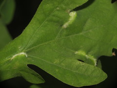 Macrodiplosis niveipila