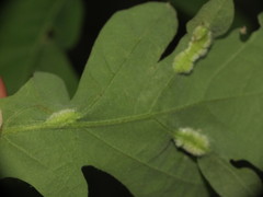 Macrodiplosis niveipila