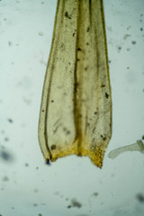 Racomitrium fasciculare