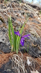 Iris uniflora