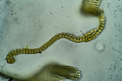 Racomitrium fasciculare