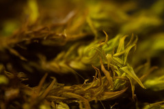 Racomitrium fasciculare