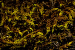 Racomitrium fasciculare