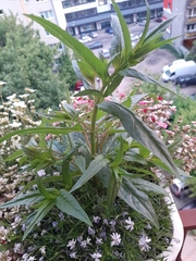 Tracheophyta