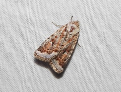 Proteuxoa florescens