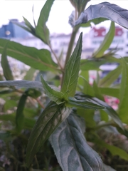Tracheophyta
