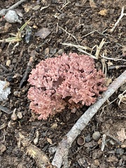 Ramaria capitata