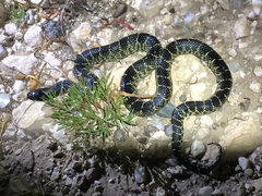 Lampropeltis splendida