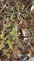 Astragalus filiformis
