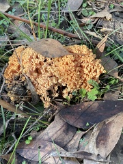 Ramaria lorithamnus
