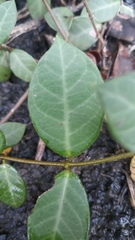 Apocyneae