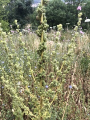 Verbascum galilaeum