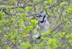 Cyanocitta cristata image