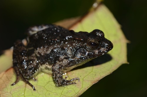 Cope's Toad-frog, Phrynobatrachus acridoides