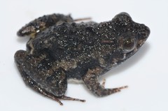 Phrynobatrachus acridoides