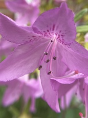 Rhododendron mucronulatum