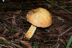 Austroboletus lacunosus