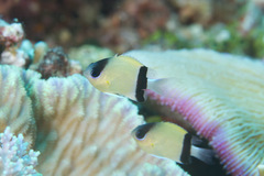 Pycnochromis retrofasciatus