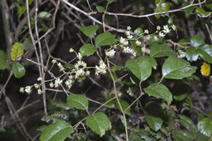 Rubus australis