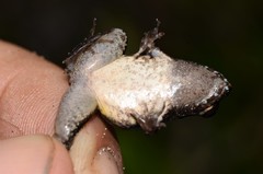 Phrynobatrachus acridoides