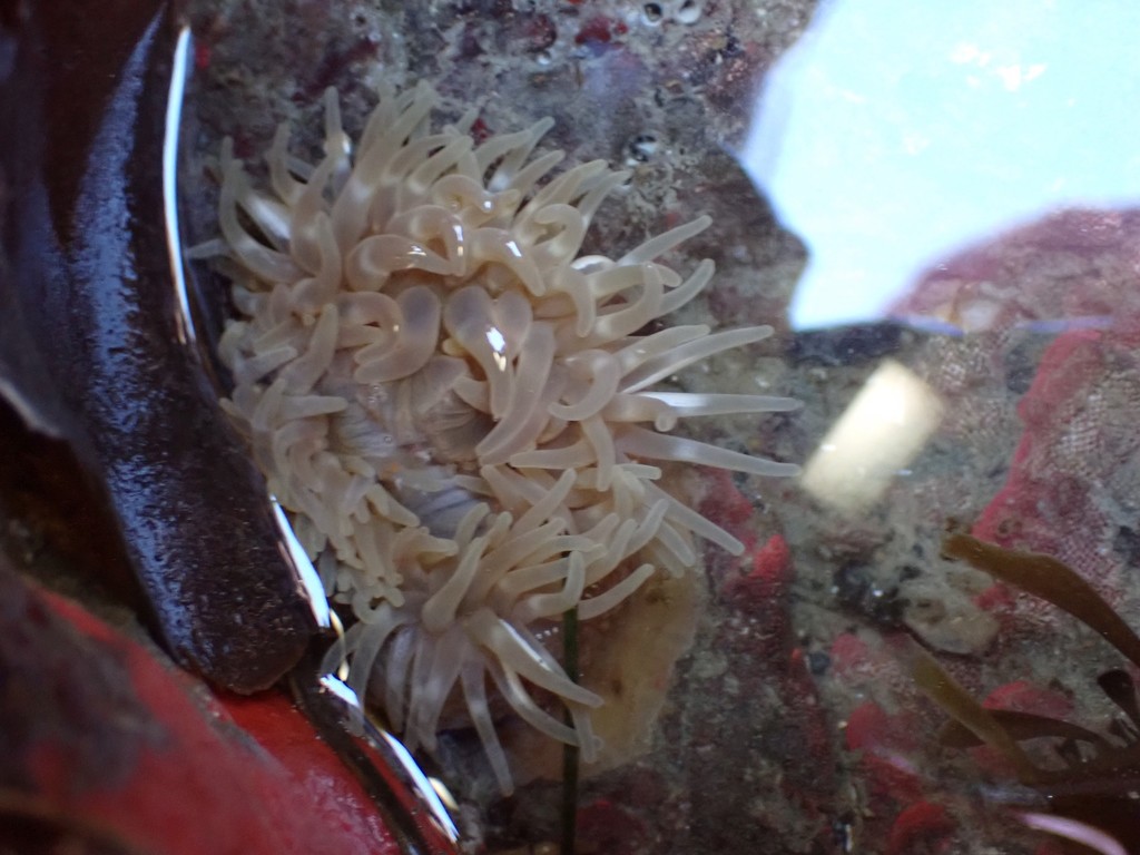 Painted Anemone