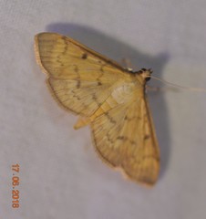 Herpetogramma fluctuosalis