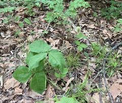 Arisaema triphyllum