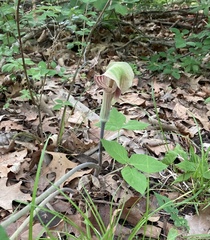 Arisaema triphyllum