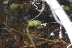 Oophila amblystomatis