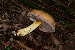 Austroboletus lacunosus