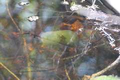 Oophila amblystomatis