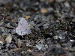 Celastrina echo echo