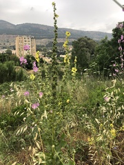 Verbascum galilaeum