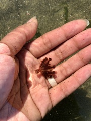 Haliclystus sanjuanensis