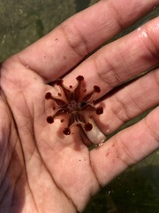 Haliclystus sanjuanensis