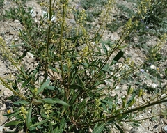 Reseda lanceolata