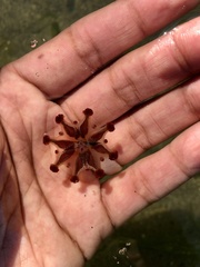 Haliclystus sanjuanensis