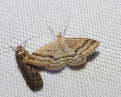 Scopula lydia