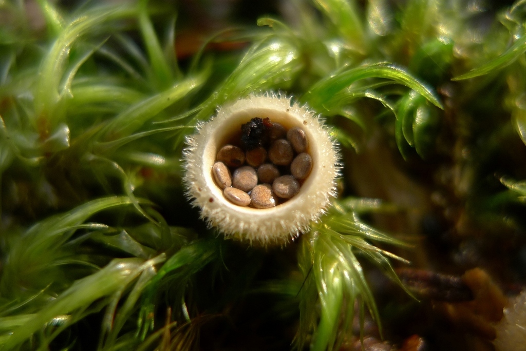 woolly bird's nest fungus from Wellington, Wainuiomata, Catchpool