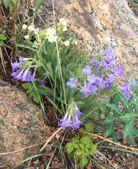 Polemonium brandegeei