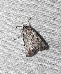 Ectopatria paurogramma