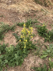 Verbascum galilaeum