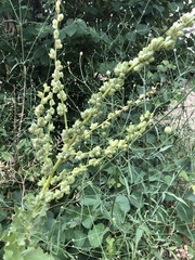 Verbascum galilaeum