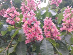 Aesculus × carnea