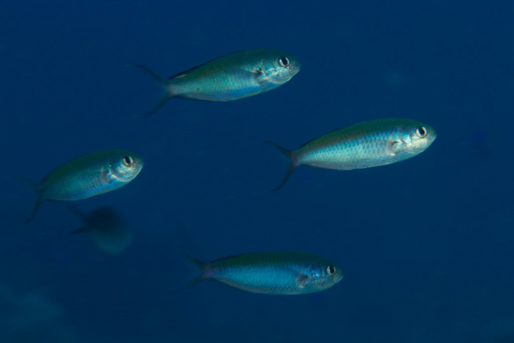 Fusilier damselfish (Lepidozygus tapeinosoma) — Pomacentridae