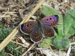 Lycaena tama