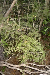 Coprosma microcarpa