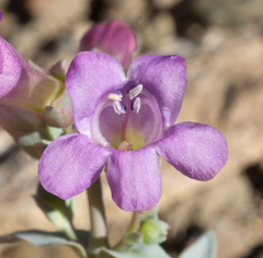 Penstemon patens
